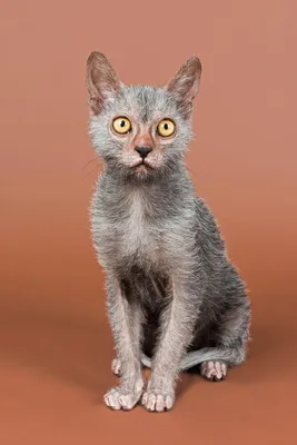Коллекция фото ликийской кошки для вас