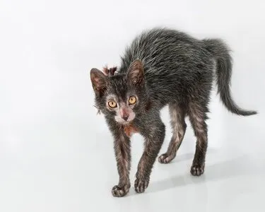 Фотографии ликийских котят в разных размерах