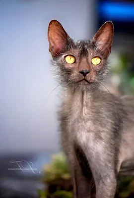 Восхитительные изображения породы ликийских котов