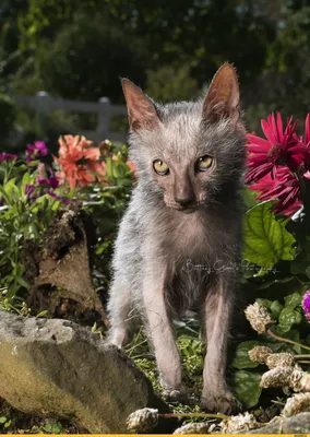 Ликийская порода кошек на качественных картинках