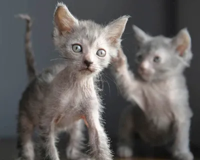 Интересные изображения породы ликийских котов