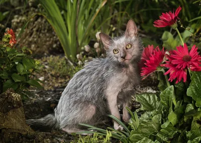 Ликийская порода кошек на изысканных картинках