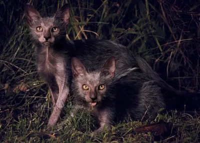 Фото и обои ликийских котят в различных размерах