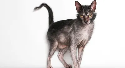 Удивительные изображения ликийских котов