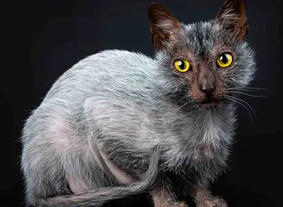 Фото ликийской кошки - красивый фон для вашего устройства