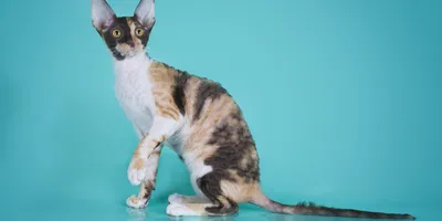 Фото с Кошками породы рекс: бесплатное скачивание