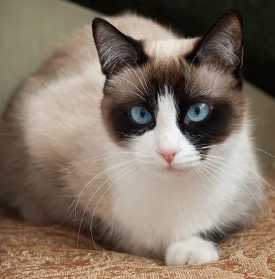 Удивительные фотографии кошек породы сноу шу