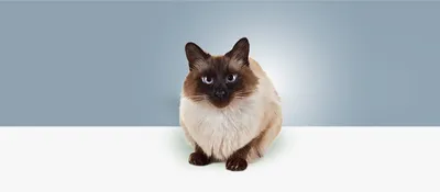Элегантные фото кошек породы вискас