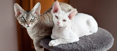Удивительные изображения кошек породы вискас