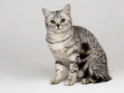 Уникальные изображения кошек породы вискас