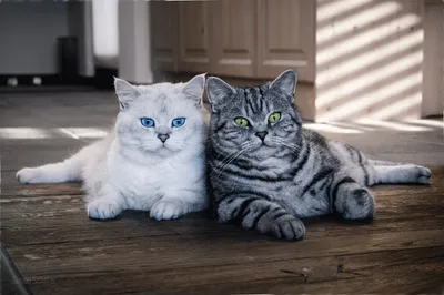 Прекрасные фото вискас кошек для использования