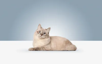 Уникальные фото вискас кошек в разных форматах