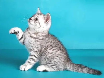 Чудесные изображения вискас кошек для фона