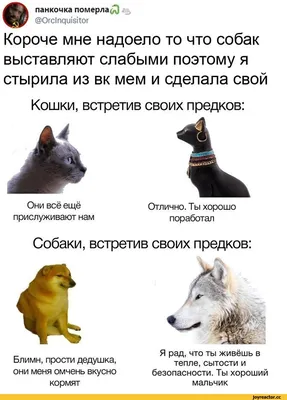 Кошки против собак: кто умнее? – Новости Новороссийска