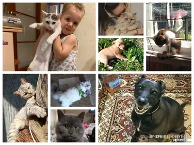 Кошки против собак фото фотографии
