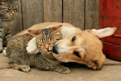 Кошки против собак | Пикабу