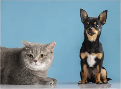 Набор животных \"Кошки против собак\" 7558793 | AliExpress