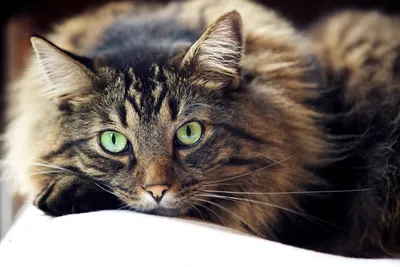 Фото кошек пушистых: милые и забавные картинки
