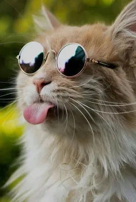 Кошки пушистые: самые прекрасные фотографии