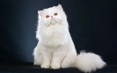 Красивые фотографии пушистых кошек для фона на вашем устройстве