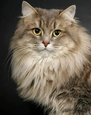 Уникальные изображения пушистых кошек для скачивания