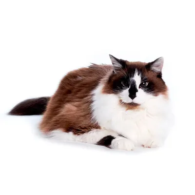 Узнайте все о породе кошек рагамаффин через фотографии