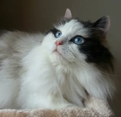 Фото кошек рагамаффин: воплощение грации и красоты