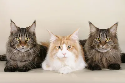 Фото кошек рагамаффин: картины, нарисованные светом