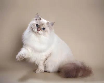Завораживающие виды кошек рагамаффин на фотографиях