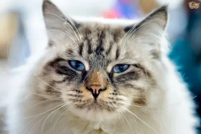 Кошки рагамаффин: фотографии, о живых воплощениях счастья