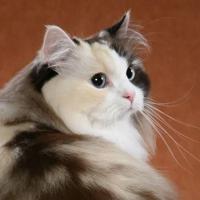Нежность и очарование кошек рагамаффин на фотографиях