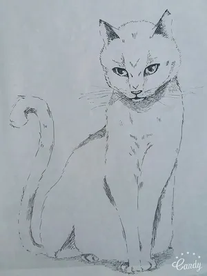Кошки рисунки - доступные размеры изображений для загрузки