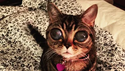 Кошки с большими глазами: особенно забавные моменты в жизни