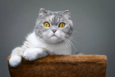 Кошки с великолепными очами: скачать бесплатно в разных форматах