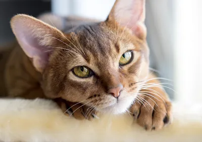 Невероятные глаза кошек: фото, которые стоит увидеть