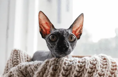 Глубина взгляда: собрание фотографий кошек с большими глазами