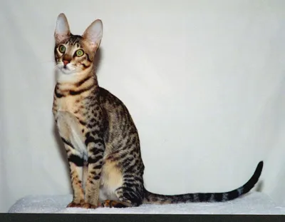 Лови момент: самые интересные фото кошек с яркими глазами