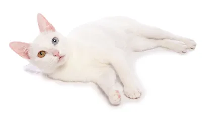 Источники милоты: фотографии кошек с большими искрящимися глазами