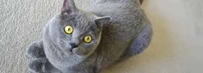 Прекрасные кошки с выразительными глазками на этих снимках
