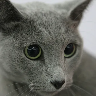 Удивительные глаза: кошки, которые непременно вас очаруют