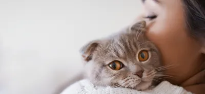 Фото великолепных глаз кошек: выбери размер и формат для скачивания