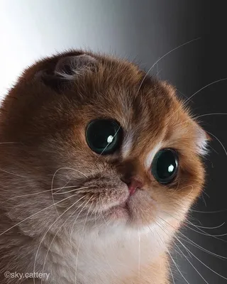Кошачий рай: обои с фотографиями кошек с большими глазами