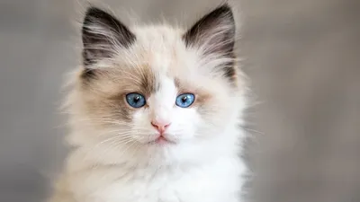 Искусные фотографии кошек с огромными глазами для любителей животных