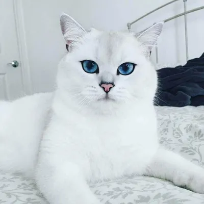 Фотографии кошек с выразительными глазами