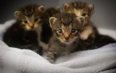 Уникальные снимки кошек, которые наподобие лиц людей