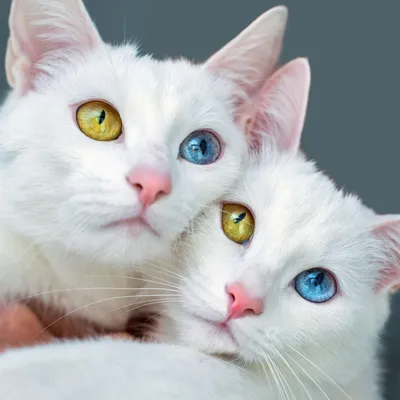 Кошки с разными глазами: качественные изображения для вас