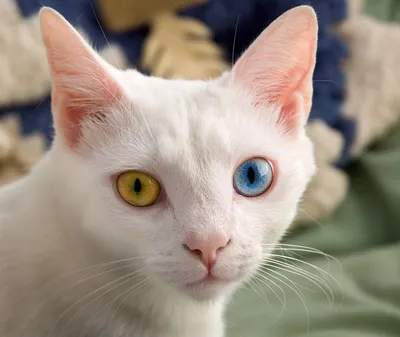 Кошки с разными глазами: фото, которые нельзя пропустить