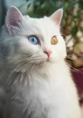 Кошки с разными глазами: удивительные комбинации цветов
