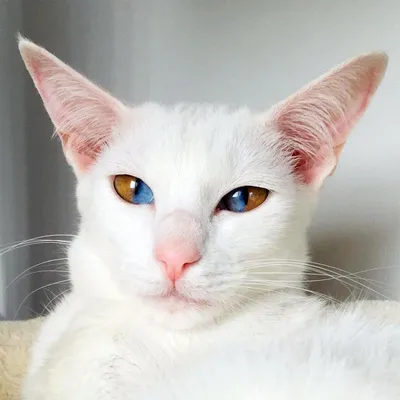 Кошки с разными глазами: наслаждайтесь красотой