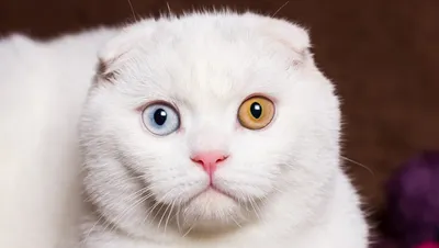Кошки с разными глазами: загрузите в формате jpg